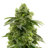 Bruce Banner
