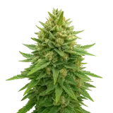 Bubba Kush Auto