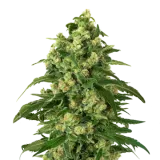 Girl Scout Cookies