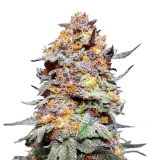 Granddaddy Purple