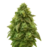 Green Crack Auto