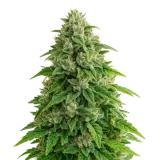 Jack Herer Auto