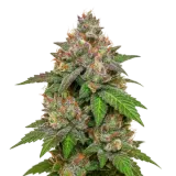 LSD Auto