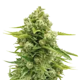 Northern Lights