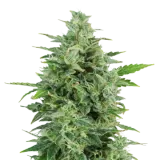 OG Kush