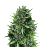 Sour Diesel