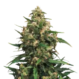 Strawberry Cough