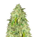 Sunset Sherbet