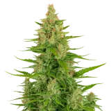 Wedding Cake Auto