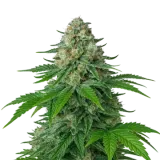 White Widow Auto