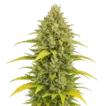 thumb of Plante de Acapulco Gold Auto