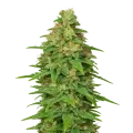 thumb of Plante de ACDC Auto