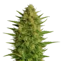 thumb of Plante de AK47 Auto