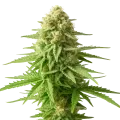 thumb of Plante de AK-48 Auto