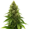 thumb of Plante de Amnesia Auto