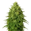 thumb of Plante de Amnesia Haze Auto