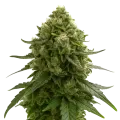 thumb of Plante de Amnesia Kush Auto