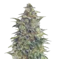 thumb of Animal Cookies Plante