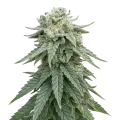 thumb of Plante de Animal Face Auto