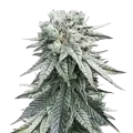 thumb of Animal Face Plante