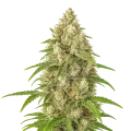 thumb of Plante de Banana Zkittlez Auto