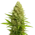 thumb of Plante de Banana Kush Auto