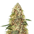 thumb of Banana Zkittlez Plante