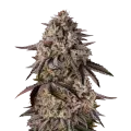 thumb of Black Runtz Plante