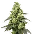 thumb of Plante de Black Widow Auto