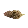 thumb of Bud de Blackberry Kush Auto