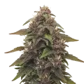 thumb of Plante de Blackberry Kush Auto