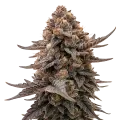 thumb of Plante de Blackberry Moonrocks Auto
