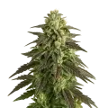 thumb of Plante de Blue Cheese Auto