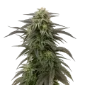 thumb of Plante de cannabis Blue Cheese