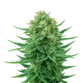 thumb of Plante de Blue Dream Auto