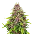 thumb of Plante de Blueberry Auto