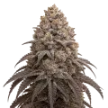 thumb of Plante de cannabis Blueberry Kush