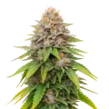thumb of Plante de cannabis Blueberry Muffin