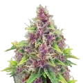 thumb of Blueberry Plante