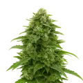 thumb of Plante de Bruce Banner Auto
