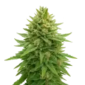 thumb of Plante de Bubba Kush Auto