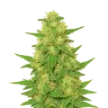 thumb of Plante de C. Banana Auto