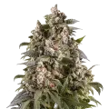 thumb of Cap Junky Plante