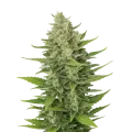 thumb of Plante de CBD Critical Mass Auto