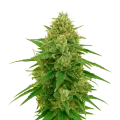 thumb of Plante de CBD Express Auto