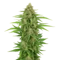 thumb of Plante de CBD Kush Auto