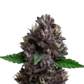 thumb of Plante de CBD Purple Kush Auto