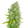 thumb of Plante de CBG Citrus Nectar Auto