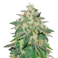 thumb of Cereal Milk Plante