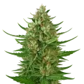 thumb of Plante de Cherry AK Auto